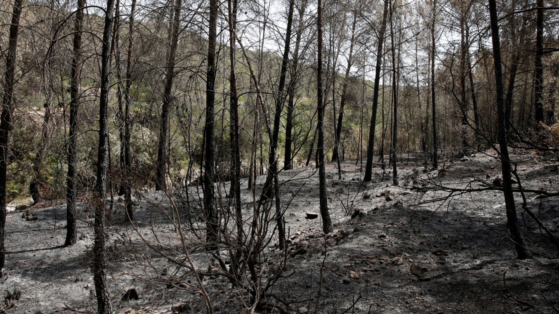 Estos Son Los Problemas Que Provocan Los Incendios En Los Bosques Y, En ...