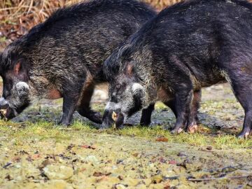 Mundo Brasero (03-07-22) Alerta por la plaga de jabal&iacute;es en Espa&ntilde;a: "Arrasan con los campos y atacan al ganado"