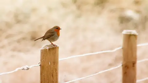 Pájaro de mal agüero, el origen de la expresión Pájaro de mal agüero, el origen de la expresión