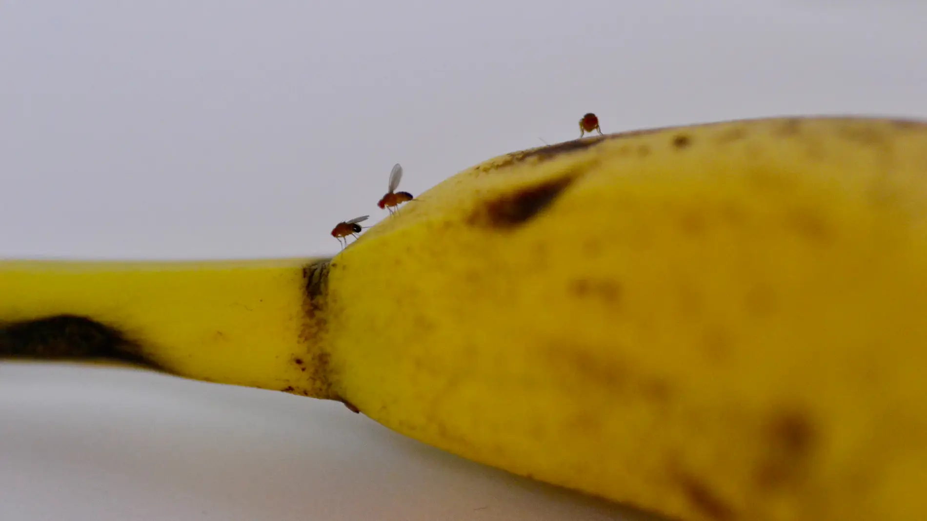 Mosquitas de la fruta en un plátano