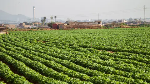 La naranja es 10 veces más cara en el supermercado que en el campo Imagen de archivo de un campo de cultivo de patata en Sa Pobla