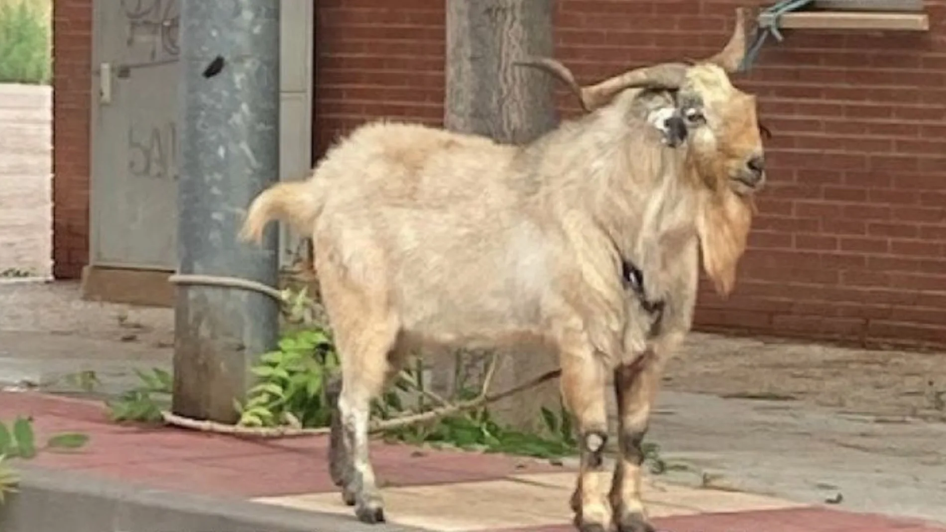 Una cabra aparece atada a una farola en La Alberca, Murcia