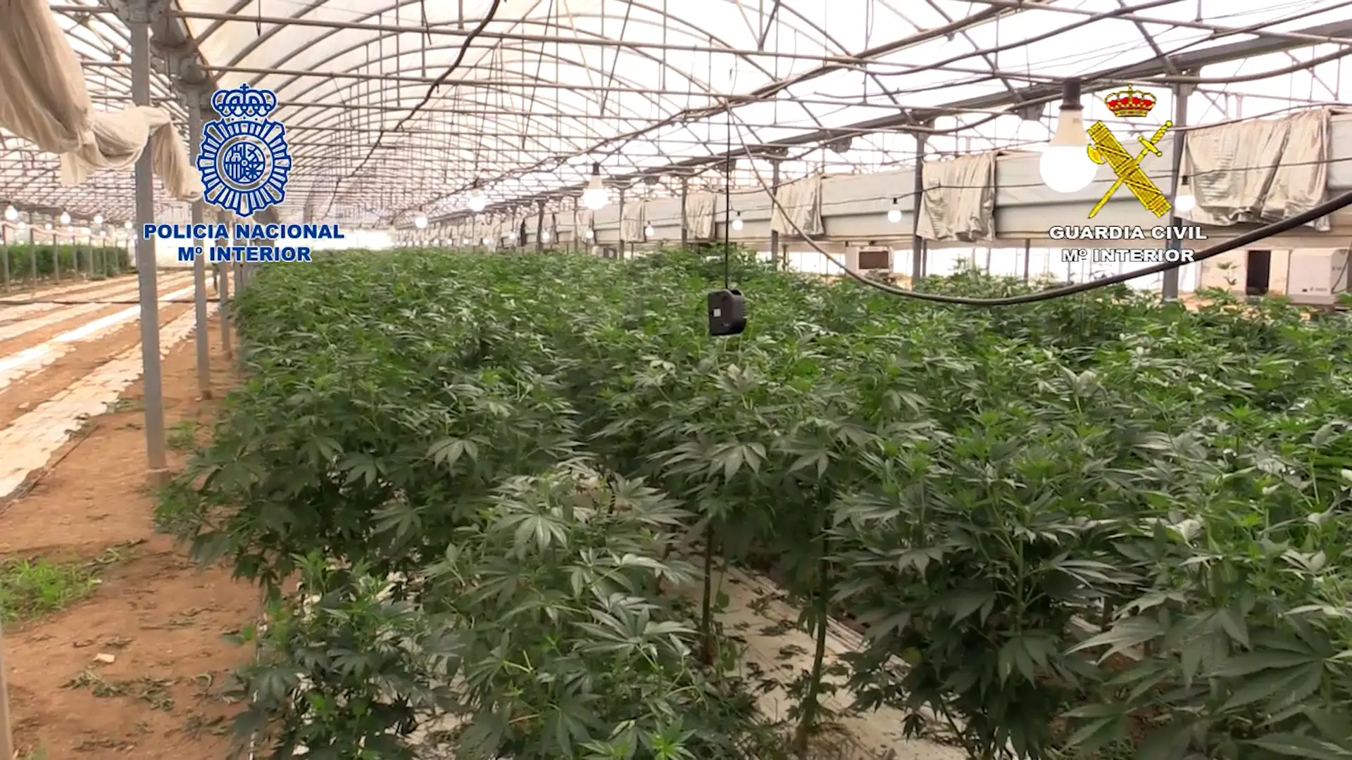 Desmantelada una macroplantación de marihuana en Vilasar de Mar, en Barcelona Desmantelada una macroplantación de marihuana en Vilasar de Mar, en Barcelona