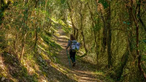 Peregrina en el Camino de Santiago Peregrina en el Camino de Santiago