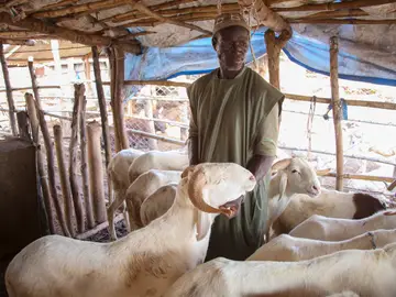 Granjero de Malí rodeado de carneros.  EFE/ Idrissa Diakité