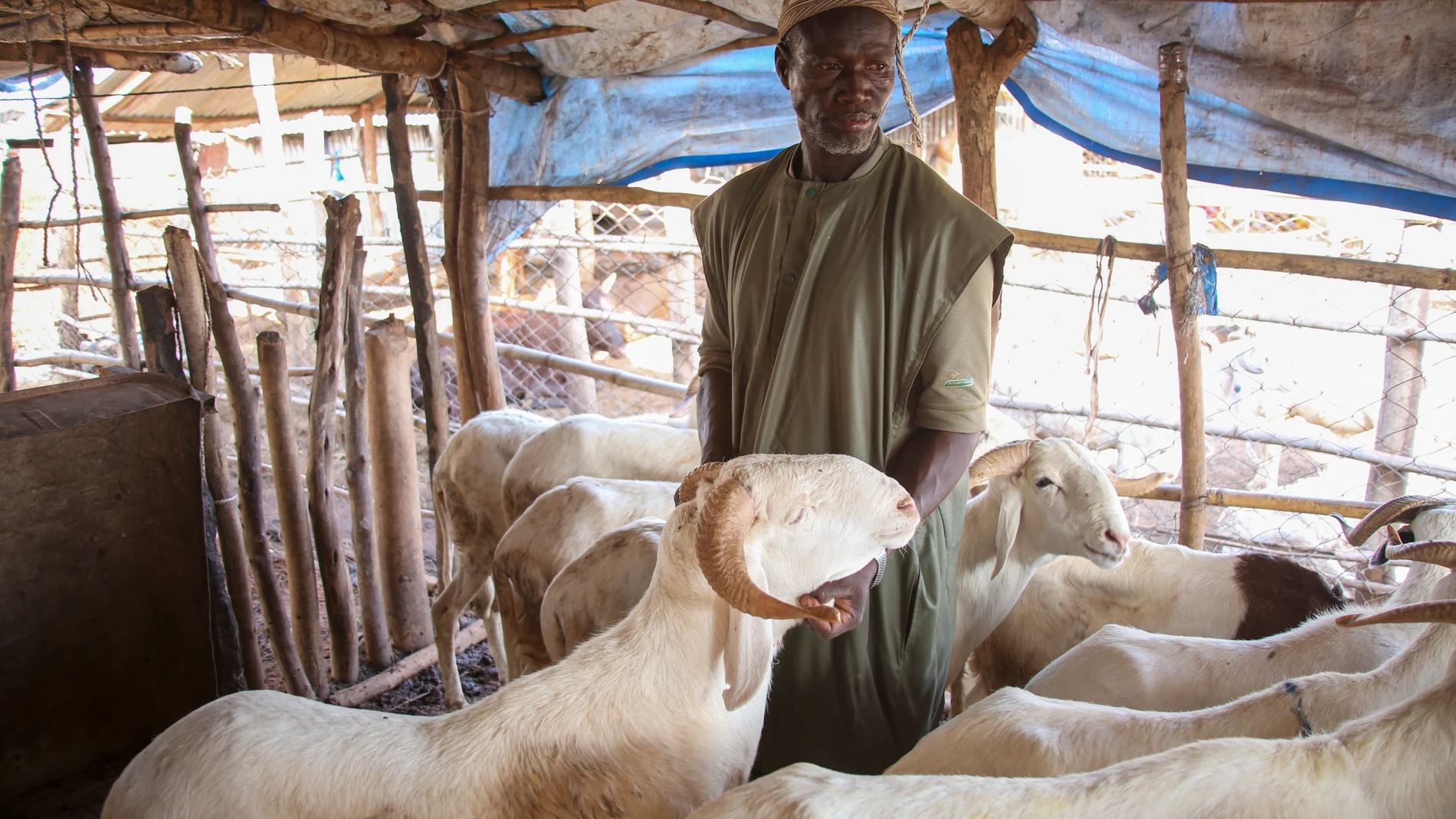 Granjero de Malí rodeado de carneros.  EFE/ Idrissa Diakité