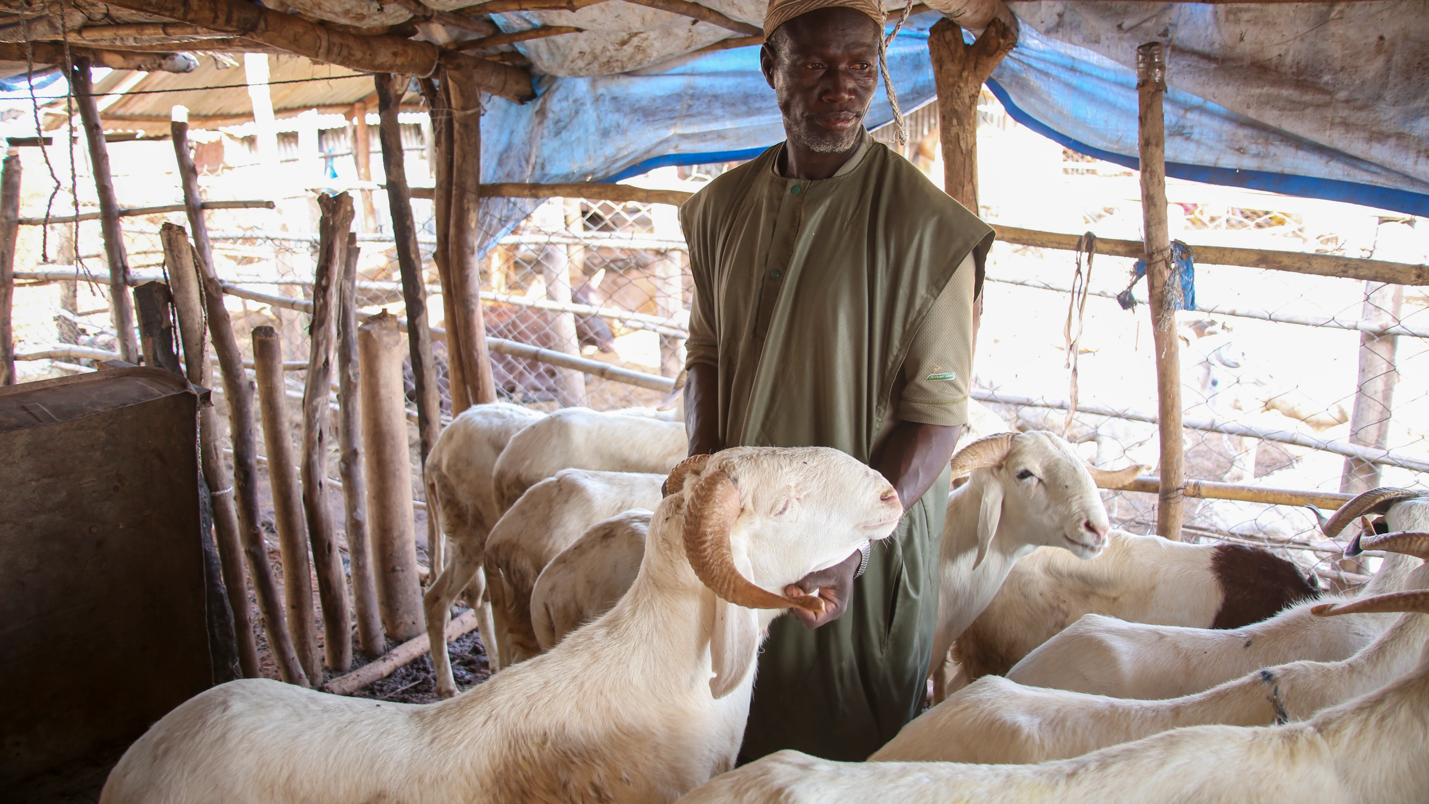 Vista del mercado de ovino de Faladj&eacute;, el m&aacute;s grande de la capital Bamako, este s&aacute;bado en Mali. La inseguridad que azota Mali y el embargo econ&oacute;mico impuesto hasta esta semana sobre el pa&iacute;s ponen en peligro el comercio de corderos y afecta al bolsillo de los malienses que celebran este s&aacute;bado la fiesta musulmana del Tabaski.