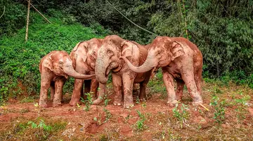 Un grupo de elefantes asiáticos juega en el barro