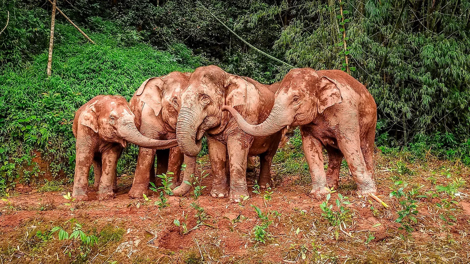 Un grupo de elefantes asi&aacute;ticos juega en el barro