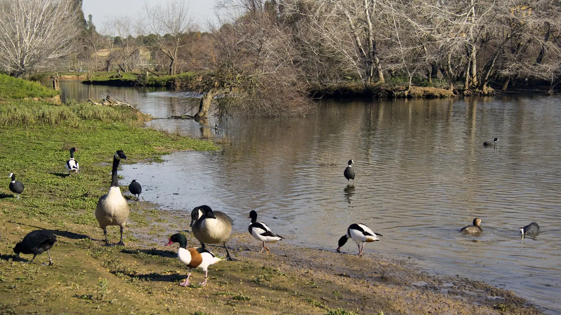 Uno de los humedales del parque de Do&ntilde;ana