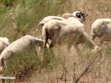 La práctica ancestral con animales para evitar los incendios que se sigue utilizando