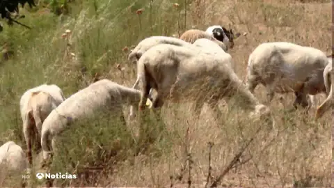 La práctica ancestral con animales para evitar los incendios que se sigue utilizando La práctica ancestral con animales para evitar los incendios que se sigue utilizando