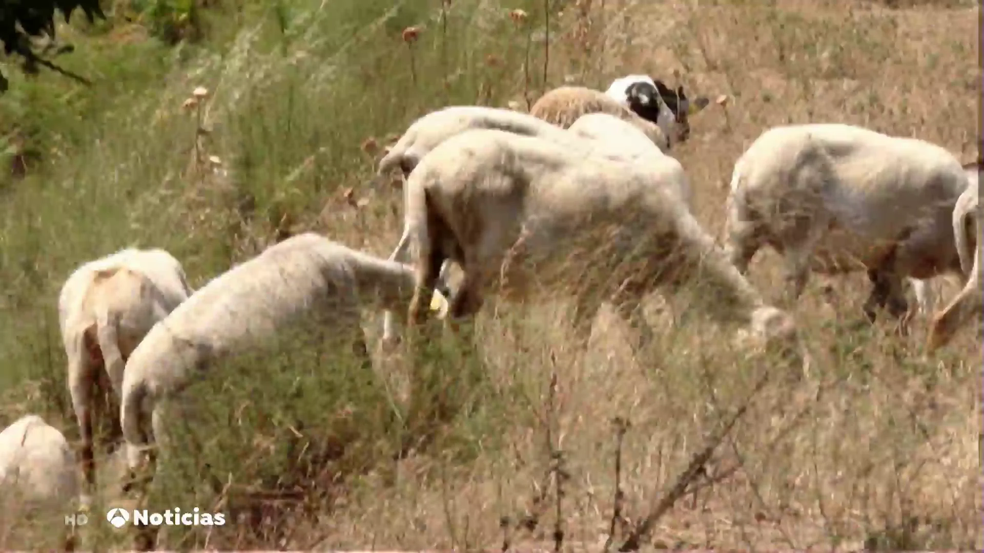 La práctica ancestral con animales para evitar los incendios que se sigue utilizando La práctica ancestral con animales para evitar los incendios que se sigue utilizando
