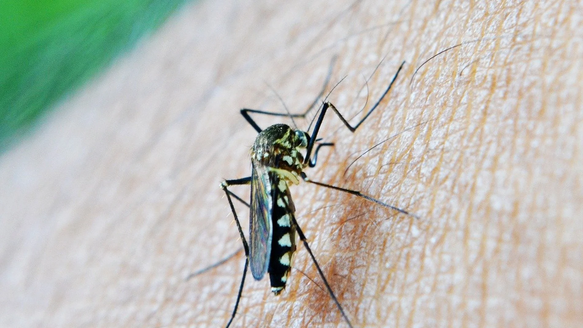 Imagen de un mosquito en la piel de una persona