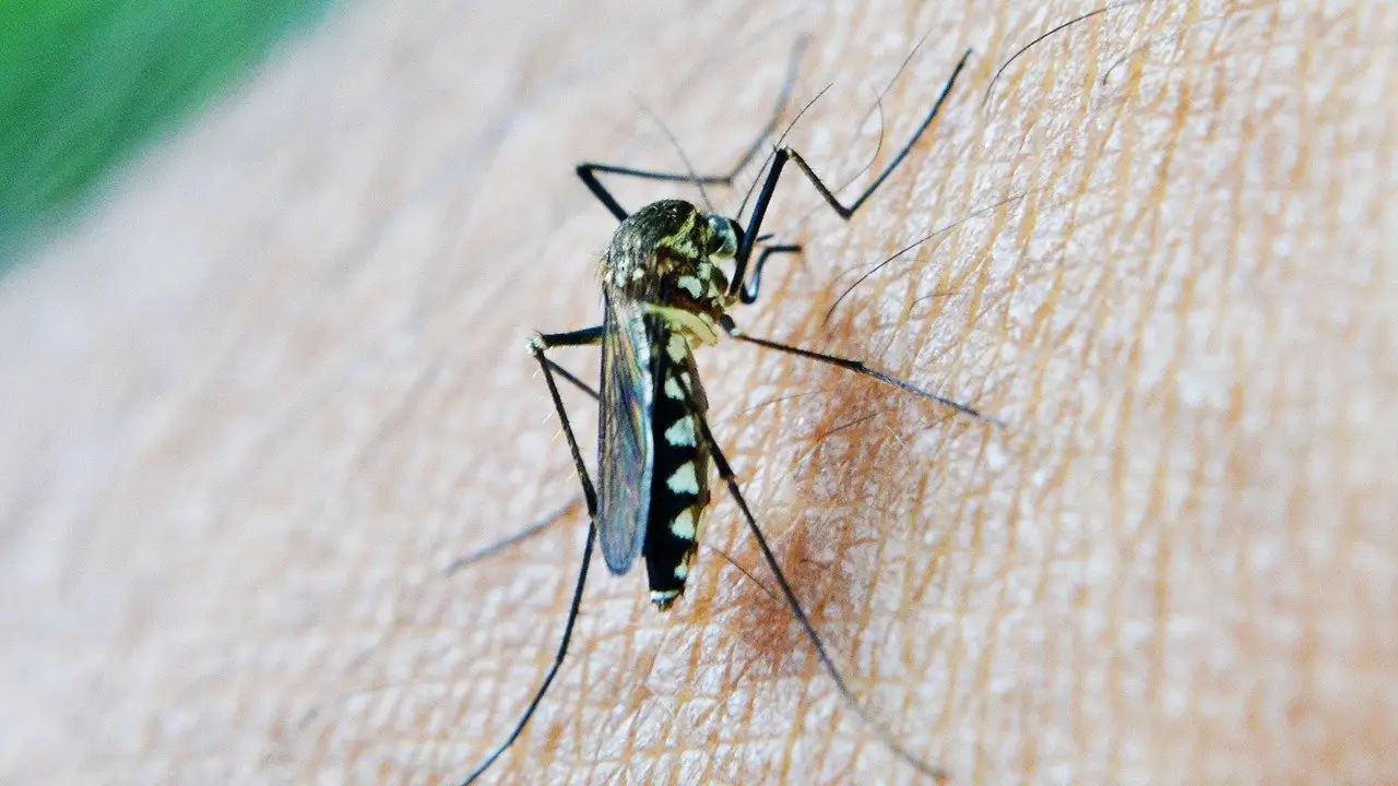 Imagen de un mosquito en la piel de una persona Imagen de un mosquito en la piel de una persona