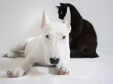 Un perro de raza peligrosa muerde a un bebé de 11 meses en la terraza de un bar en Xátiva Un perro de raza peligrosa muerde a un bebé de 11 meses en la terraza de un bar en Xátiva