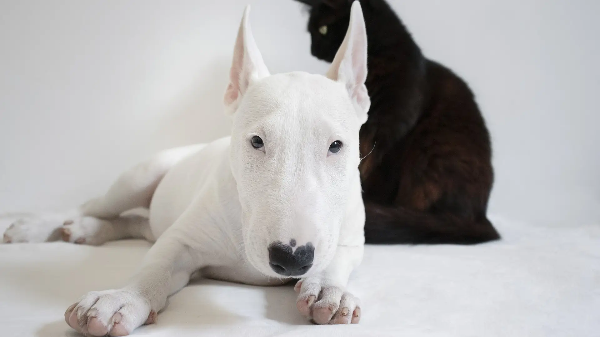 Un perro de raza peligrosa muerde a un bebé de 11 meses en la terraza de un bar en Xátiva Un perro de raza peligrosa muerde a un bebé de 11 meses en la terraza de un bar en Xátiva