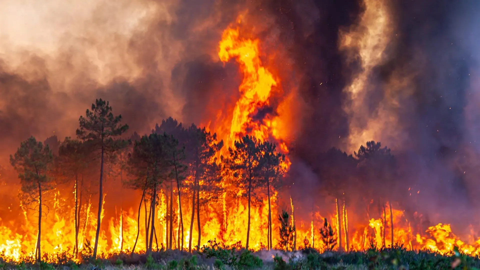¿Cómo debemos actuar en caso de incendio? ¿Cómo debemos actuar en caso de incendio?