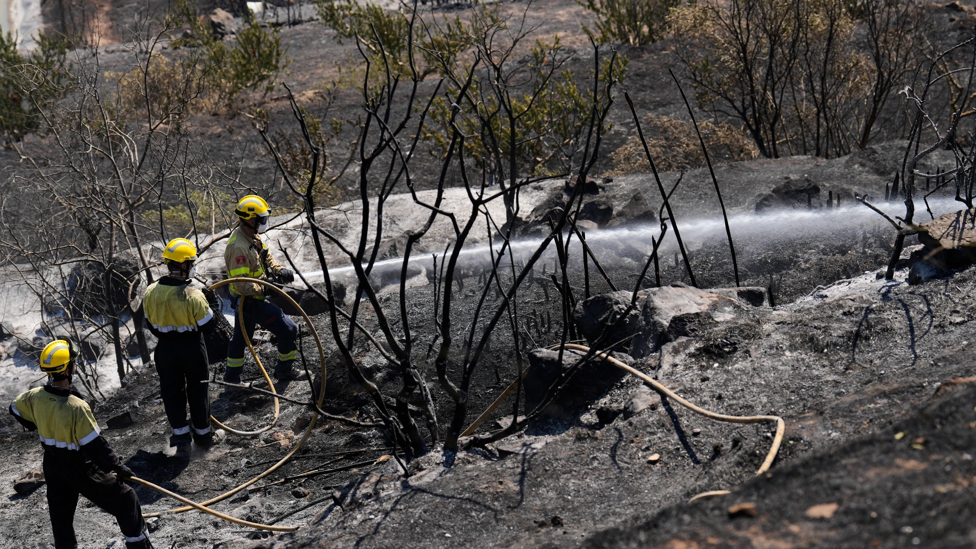 WWF culpa de los incendios de España al &quot;dramático abandono&quot; de usos del monte y a la crisis climática 
