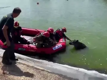 Rescate de un jabalí Rescate de un jabalí