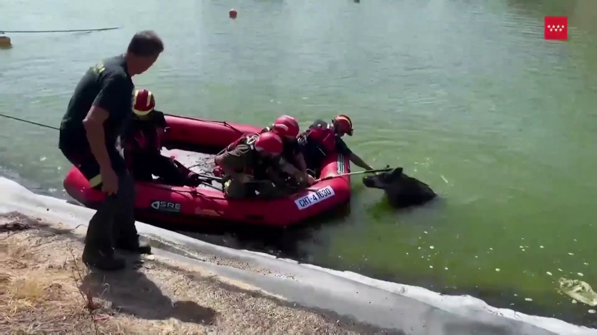 Rescate de un jabalí Rescate de un jabalí