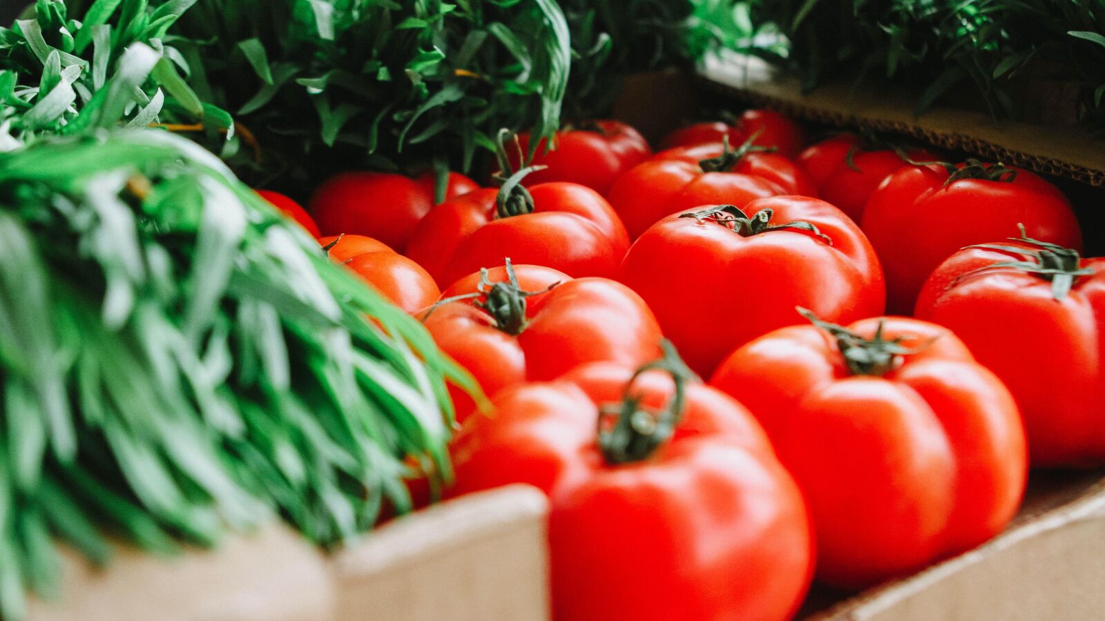 Los tomates, en peligro por la sequía: 