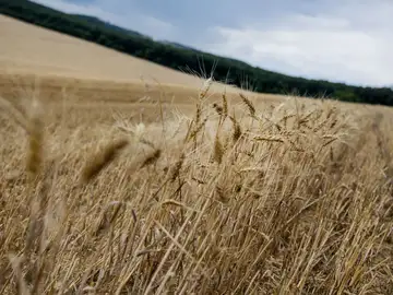 Campos de trigo Campos de trigo