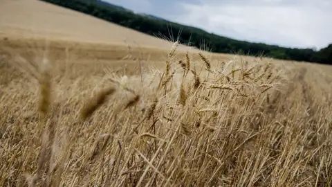 Campos de trigo Campos de trigo
