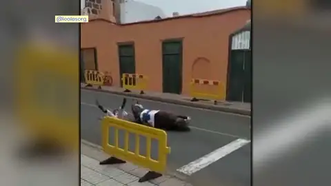Caída de un caballo en Santiago de Gáldar Caída de un caballo en Santiago de Gáldar