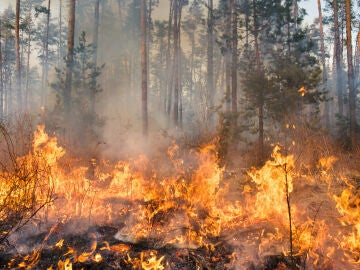 Un incendio arrasa un bosque