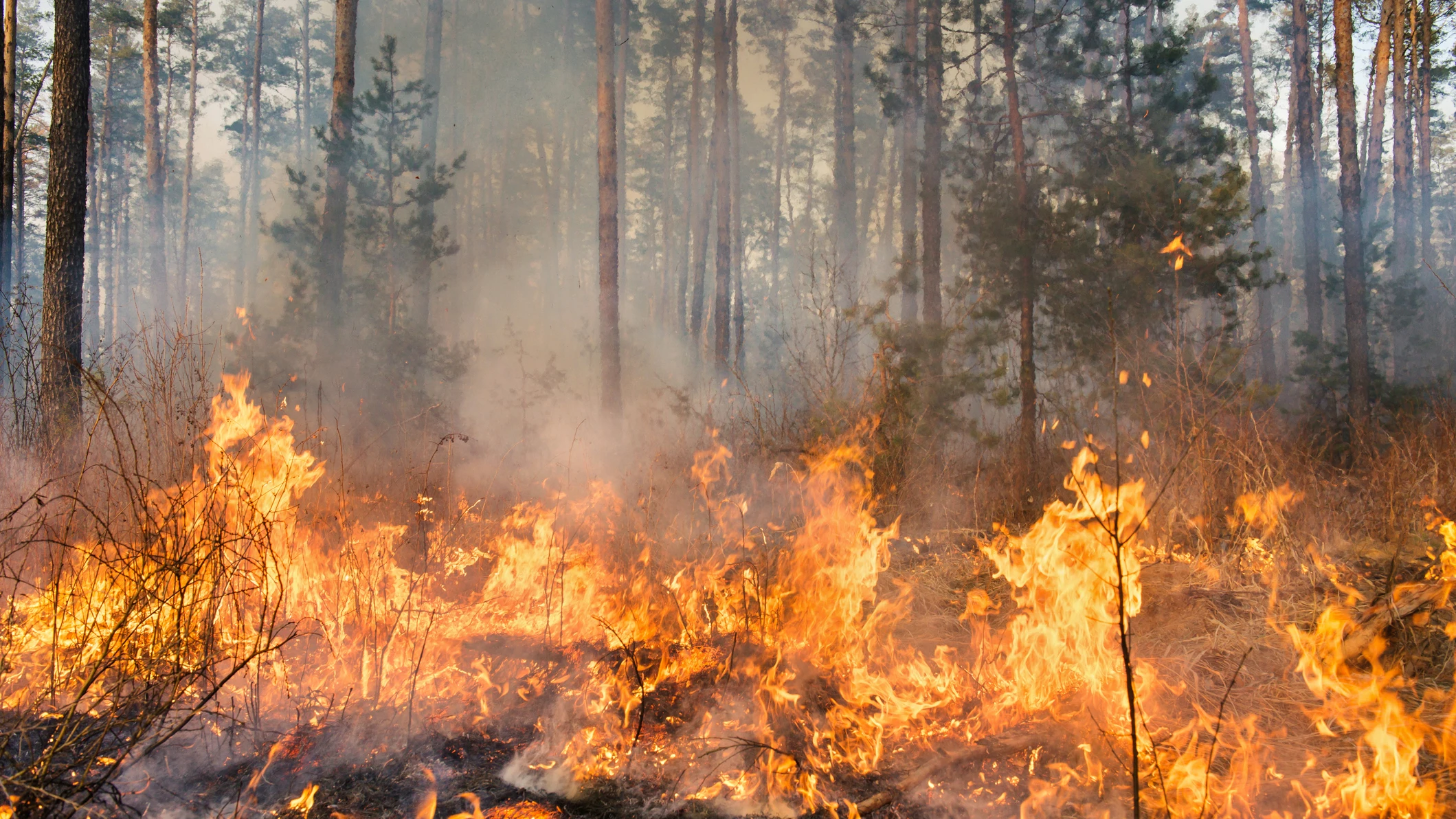 Un incendio arrasa un bosque Un incendio arrasa un bosque
