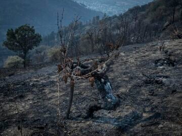 Superficie afectada por el incendio forestal de O Barco de Valdeorras, que ya ha arrasado 10.500 hectáreas