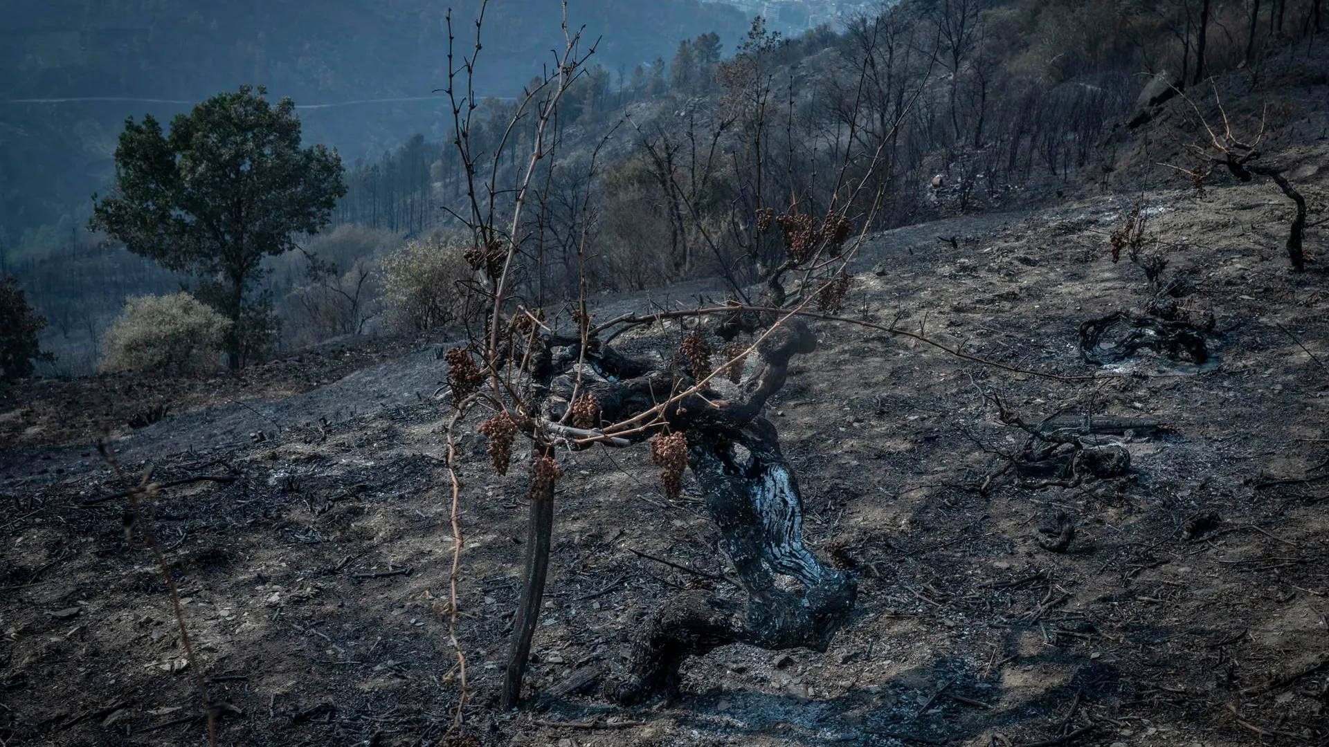 Superficie afectada por el incendio forestal de O Barco de Valdeorras, que ya ha arrasado 10.500 hect&aacute;reas