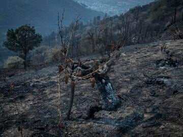 Un viñedo afectado por el fuego