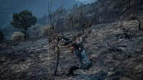 Un viñedo afectado por el fuego Un viñedo afectado por el fuego