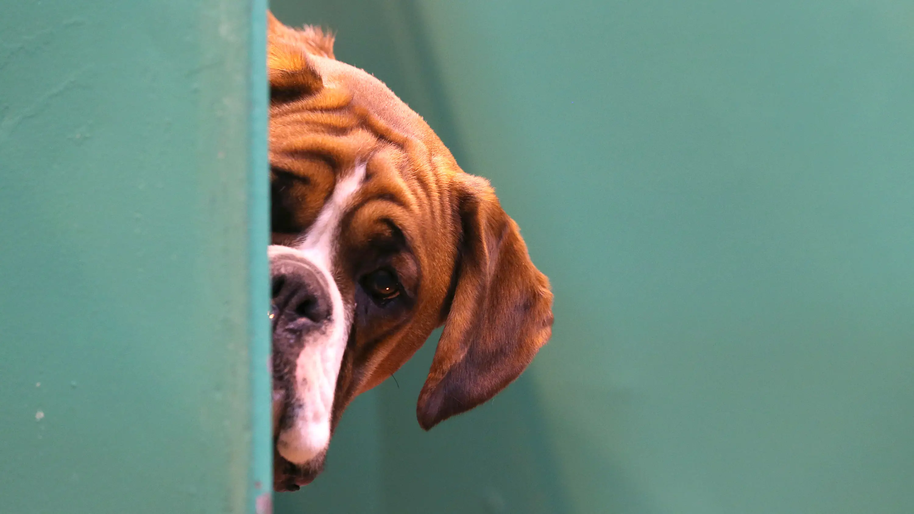 El Día mundial del Perro se celebra el 21 de julio El Día mundial del Perro se celebra el 21 de julio