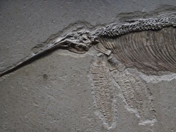 Foto de archivo de un fósil
