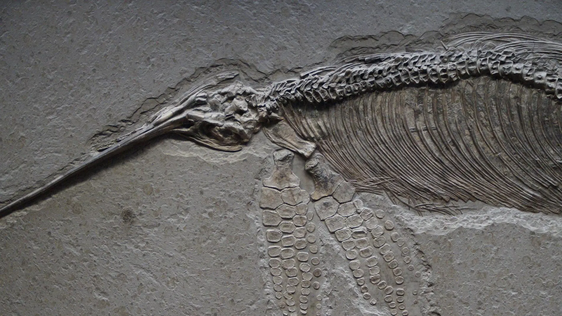 Fósil del esqueleto de un pez