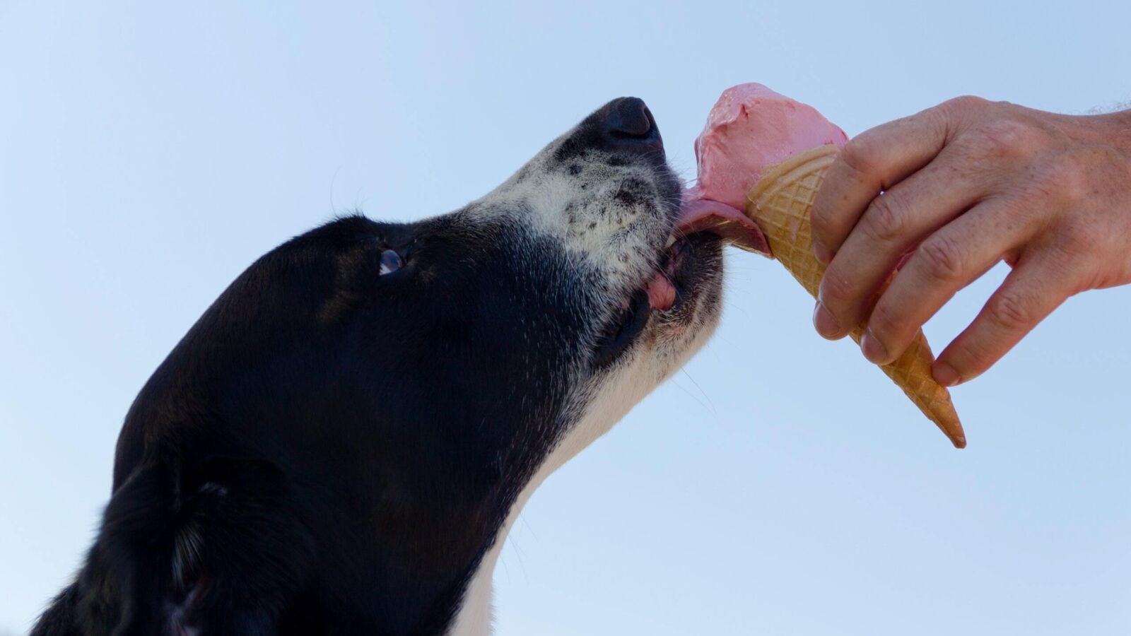 Receta de helado casero para perros