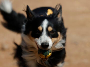 Imagen de un perro jugando con una pelota