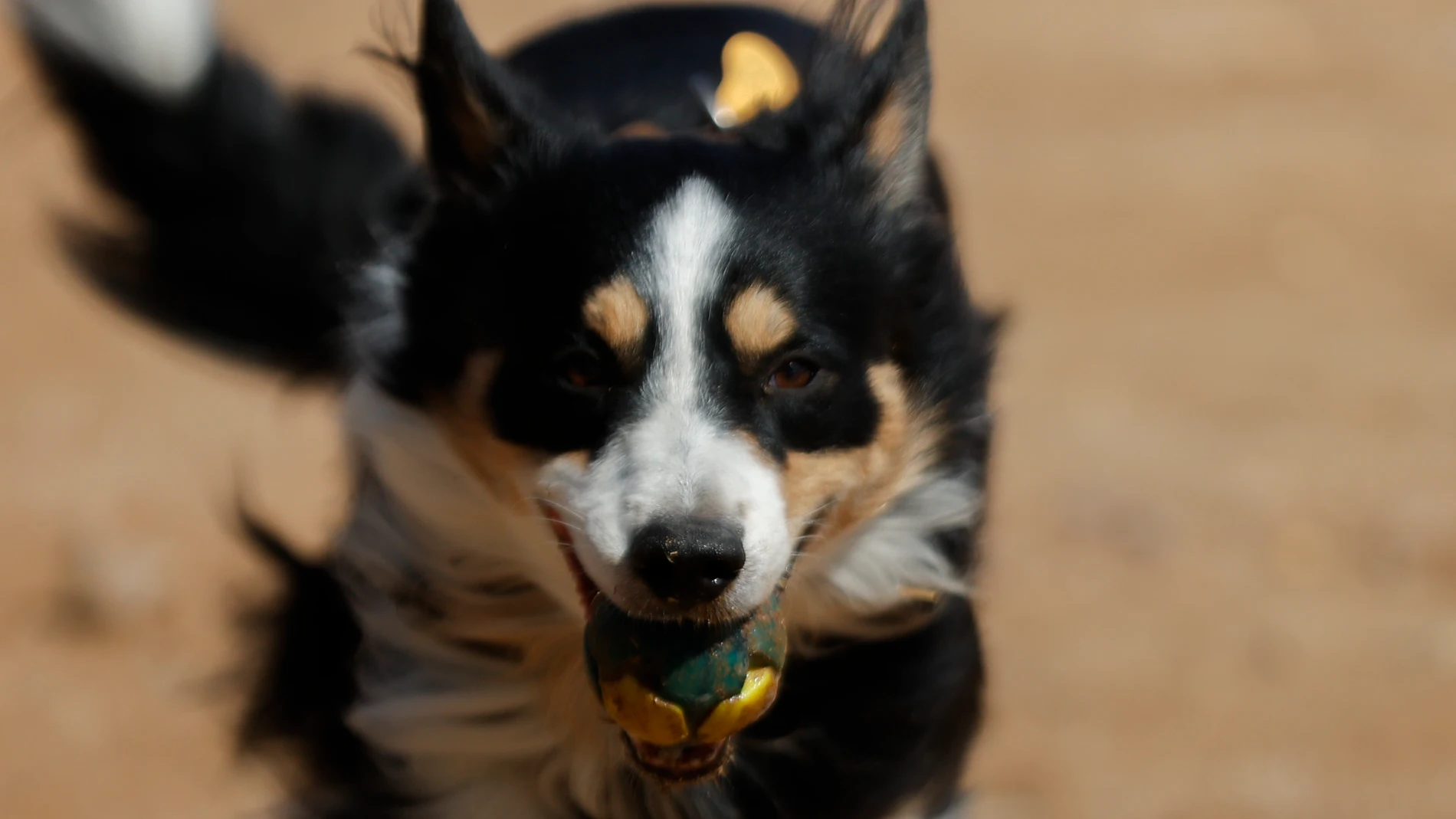 Imagen de un perro jugando con una pelota