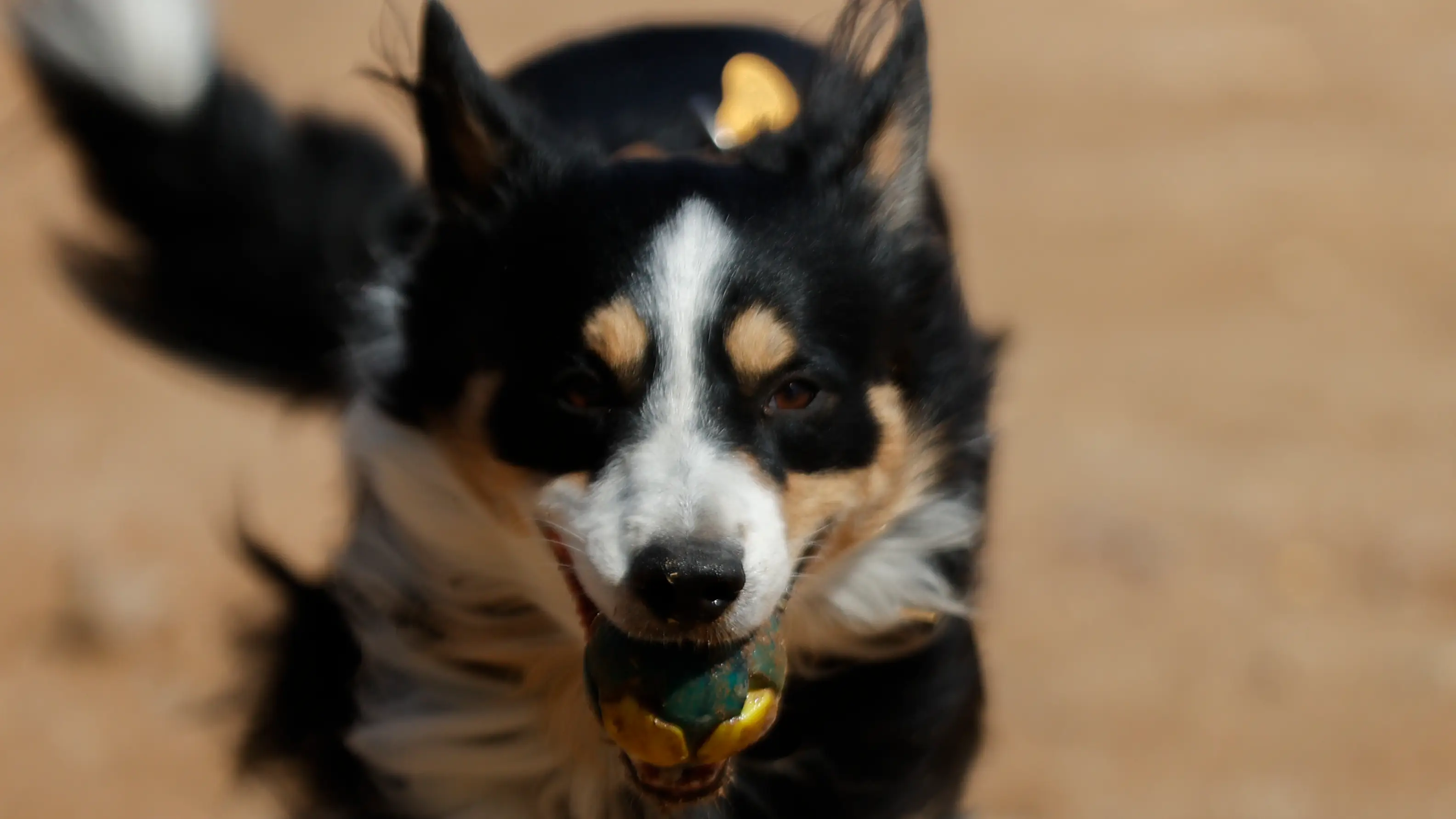 Imagen de un perro jugando con una pelota Imagen de un perro jugando con una pelota