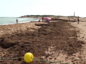 El alga asiática invasora destruye las playas de Cádiz