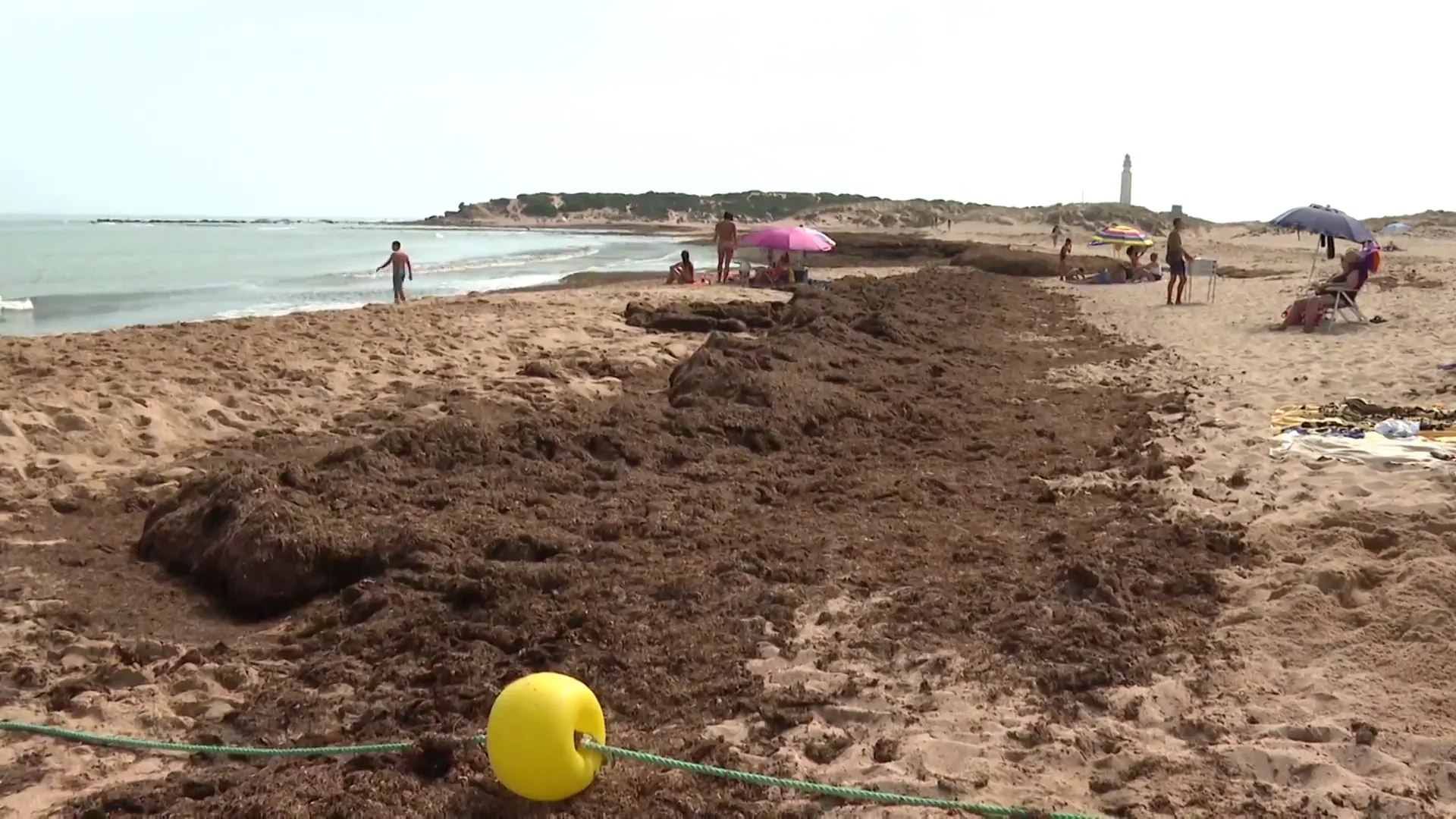 El alga asiática invasora destruye las playas de Cádiz El alga asiática invasora destruye las playas de Cádiz