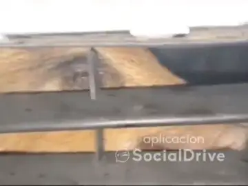 Un jabalí permanece oculto bajo el motor de un coche en Madrid