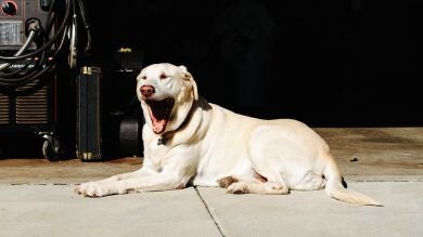 ¿Qué significa que tu perro bostece?