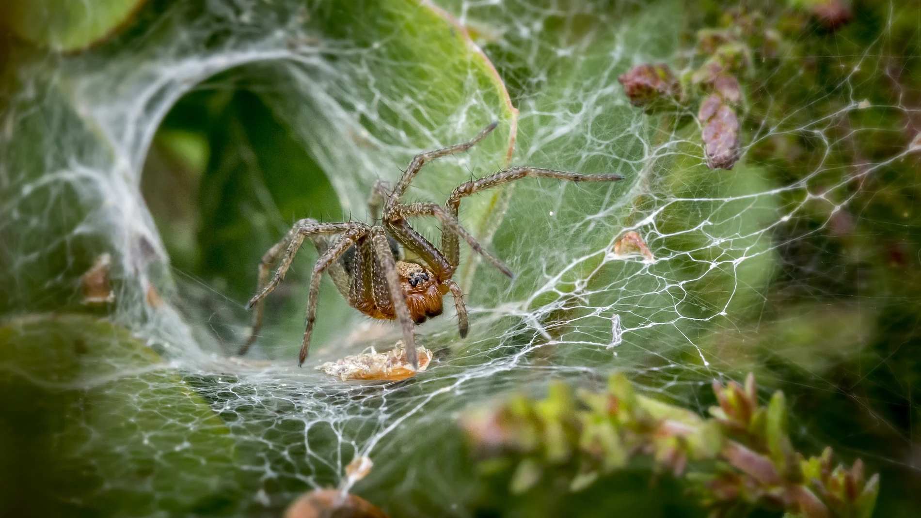 Foto de archivo de una araña