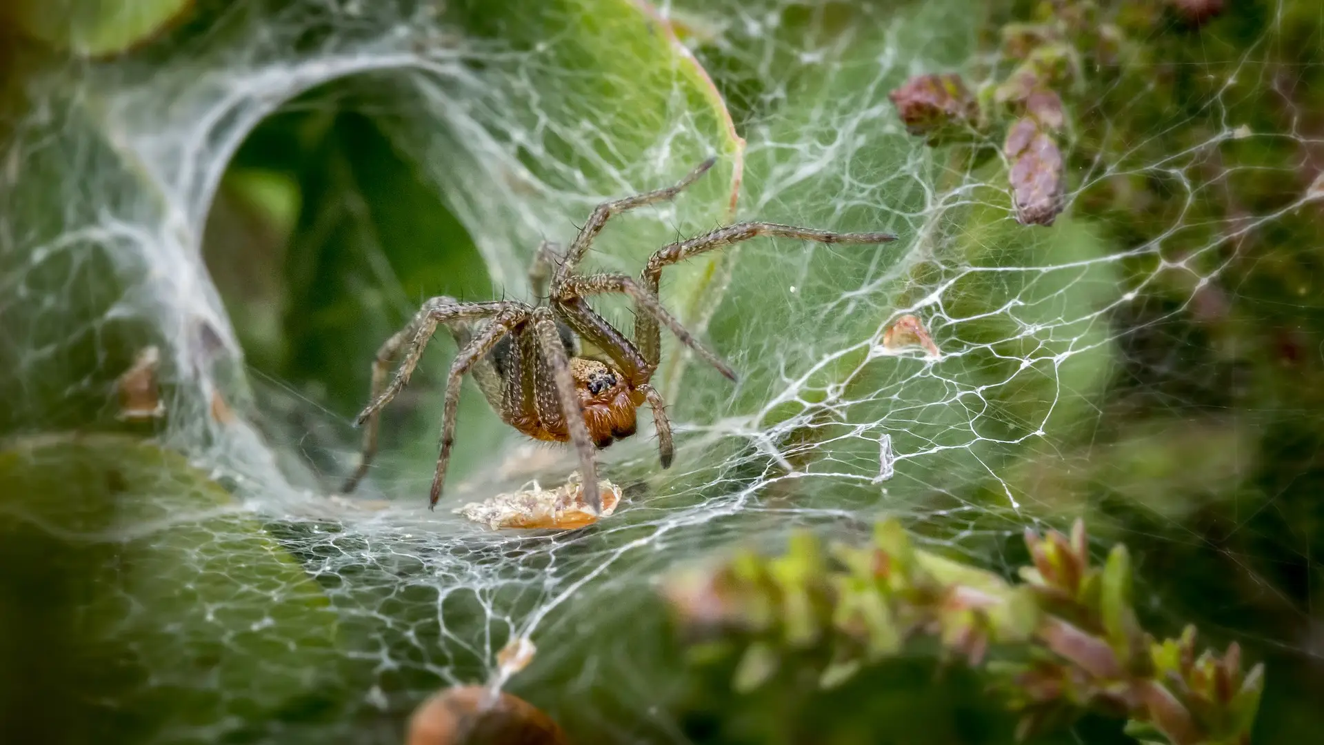 Foto de archivo de una ara&ntilde;a