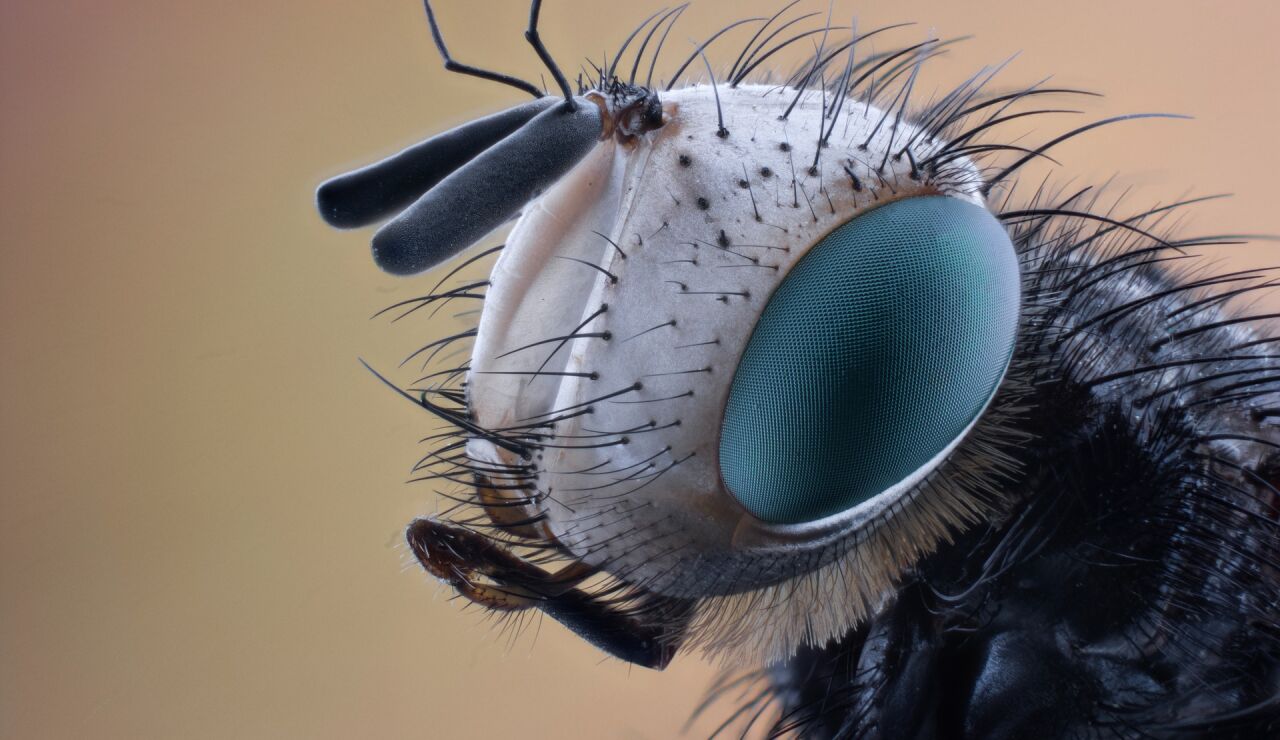 Imagen de recurso de un insecto