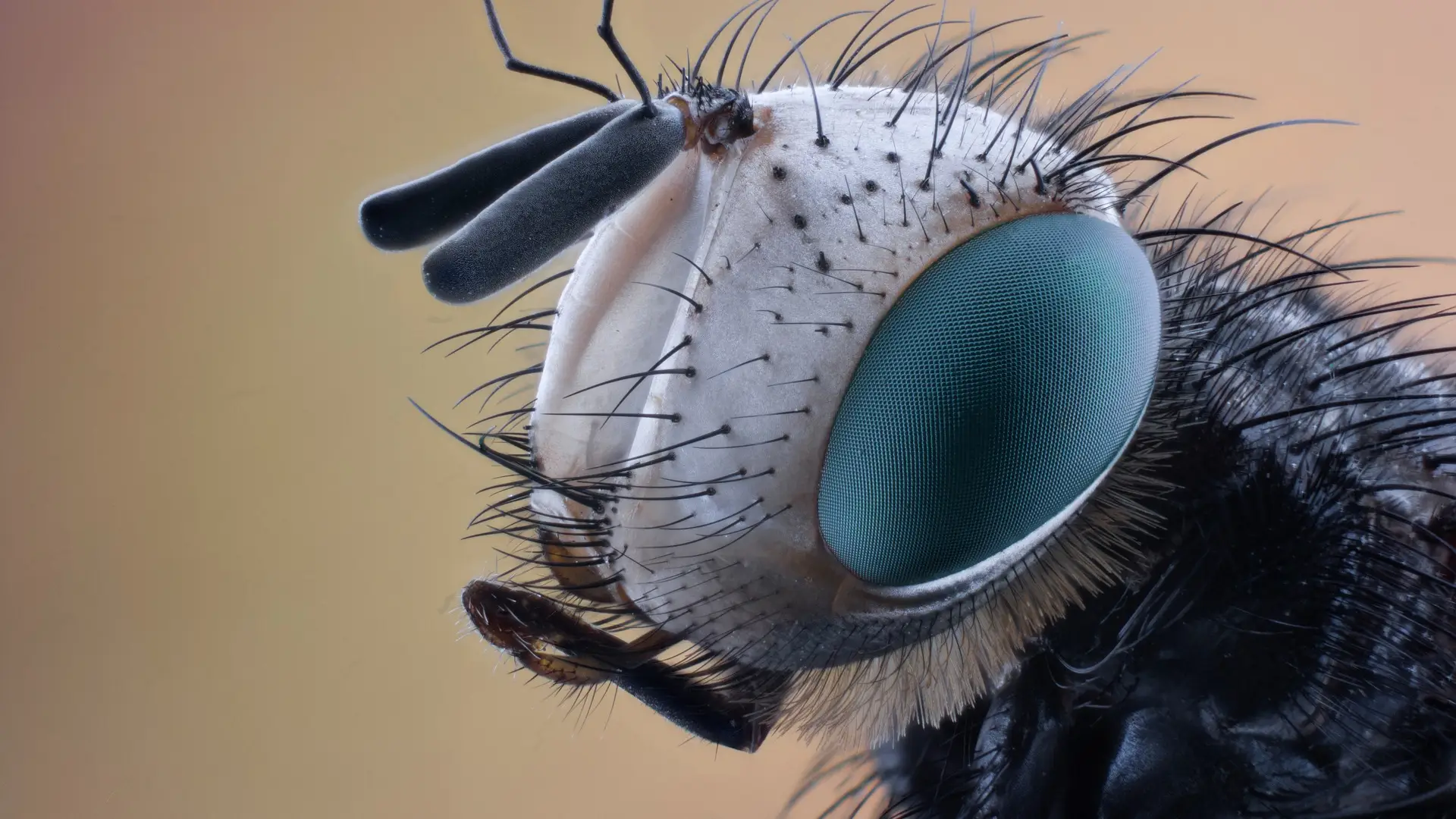 Imagen de recurso de un insecto